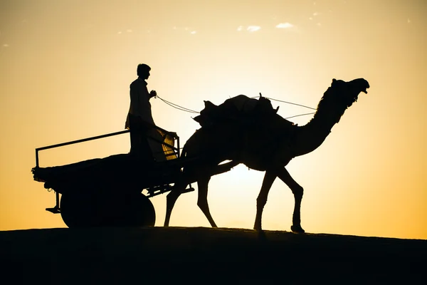 Silhueta de camelo em dunas do deserto de Thar — Fotografia de Stock