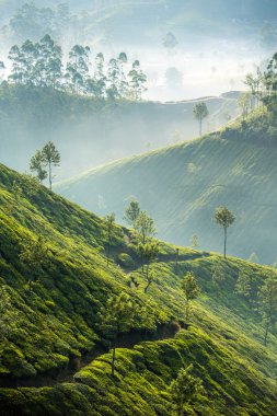 Tea plantations in Munnar, India clipart