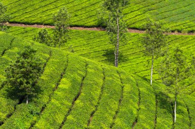 munnar çay tarlaları 