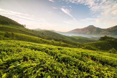 Munnar çay tarlaları üzerinde gündoğumu 