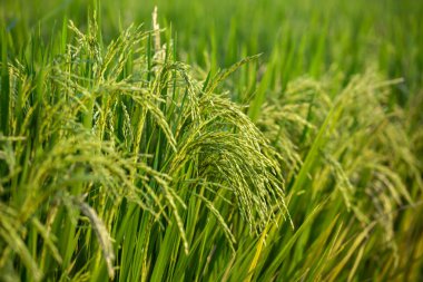 Pirinç alan yakın çekim Bali üzerinde 