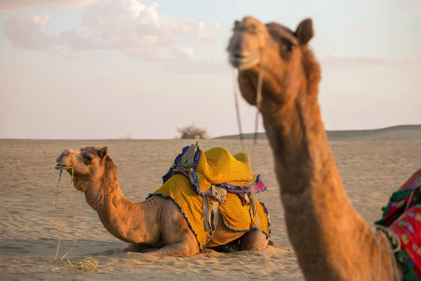 Camellos en el desierto de Thar —  Fotos de Stock