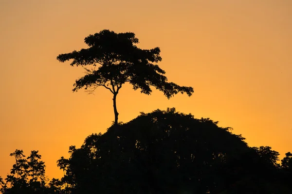 Silhouet van bomen tegen avondrood — Stockfoto