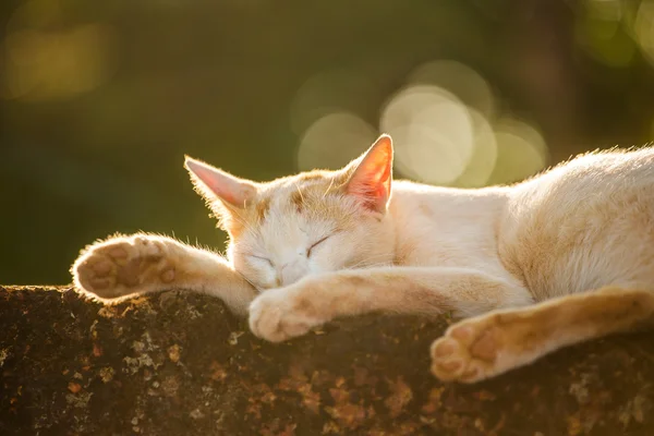 Бродячая кошка спит снаружи — стоковое фото