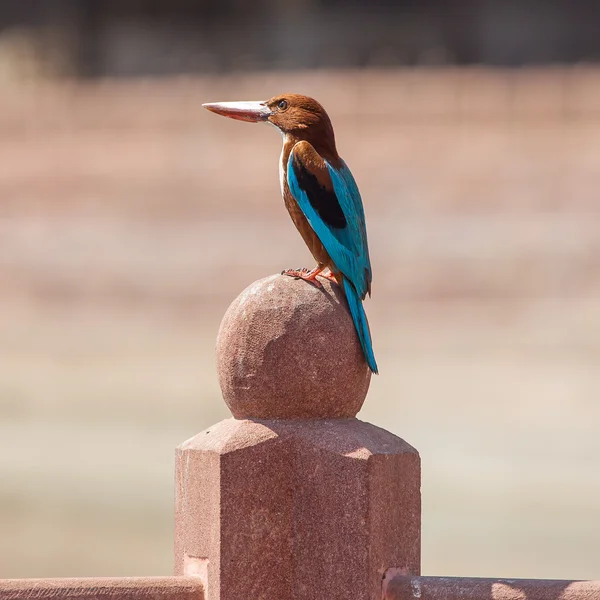 Common kingfisher (Alcedo atthis) — Stock Photo, Image