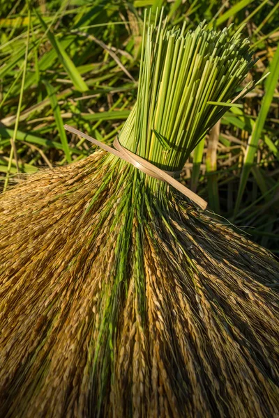 Grutas de arroz após a colheita — Fotografia de Stock