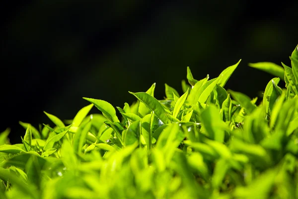 Зеленый чайный бутон и свежие листья — стоковое фото