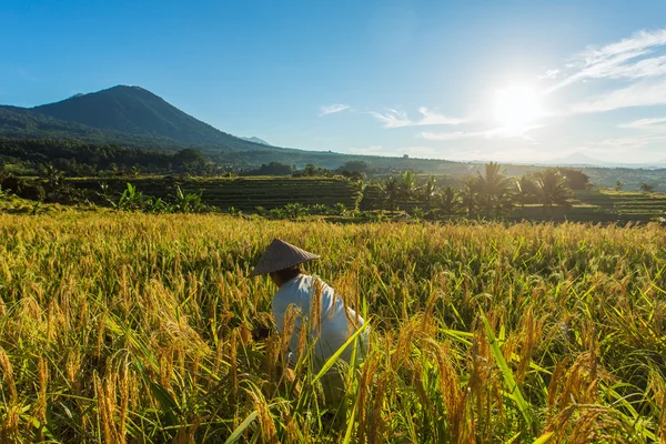 Kvinna som arbetar på risfält i Bali — Stockfoto