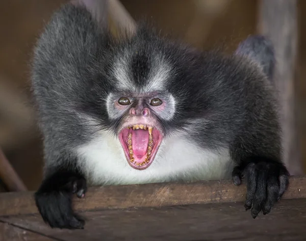 Angry Thomas 's langur maimuță — Fotografie, imagine de stoc