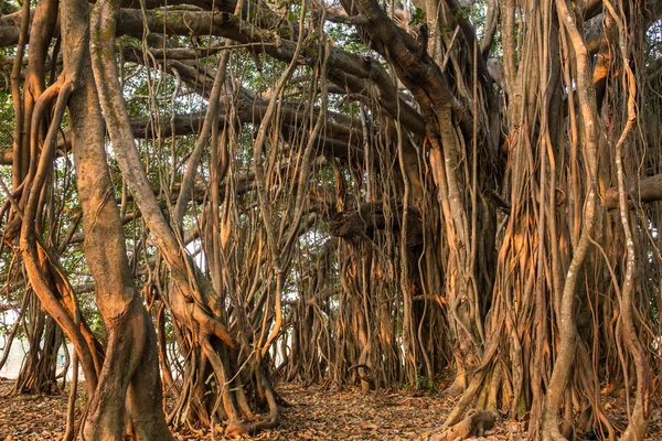 Árvores incríveis de Banyan — Fotografia de Stock
