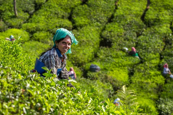 Las mujeres recogiendo hojas de té — Foto de Stock