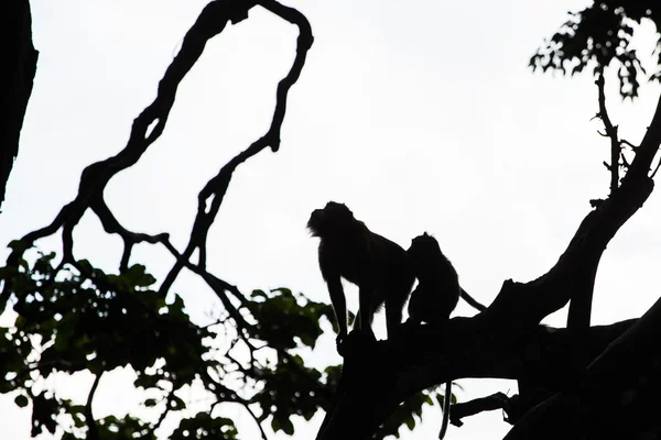 Мавпи силуети на джунглях — стокове фото