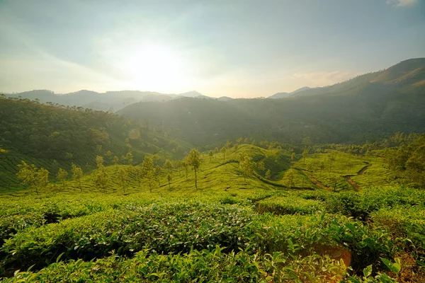 Lever de soleil sur les plantations de thé à Munnar — Photo