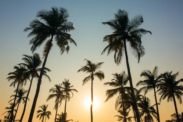 Silhouet van Palm bomen — Stockfoto