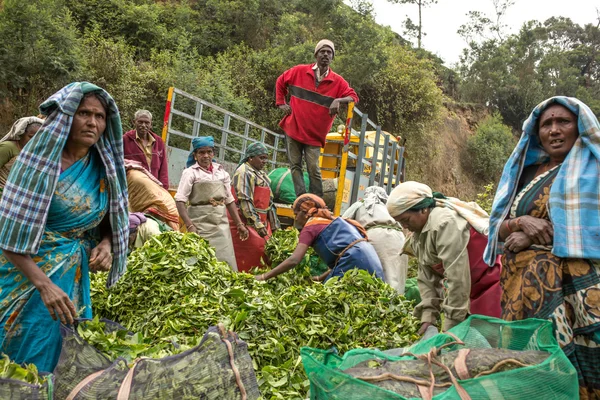 Women with fresh tea leaves — Stock Photo, Image