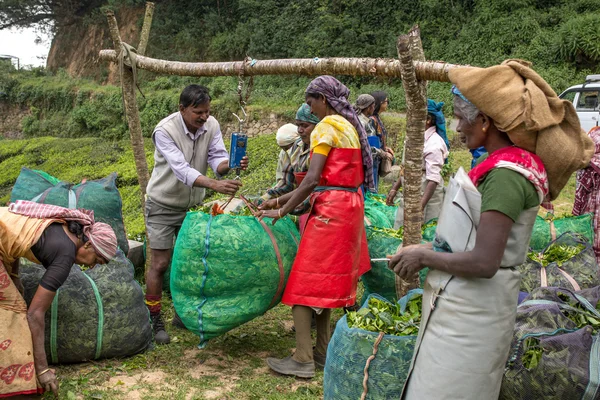 Women with fresh tea leaves — Stock Photo, Image