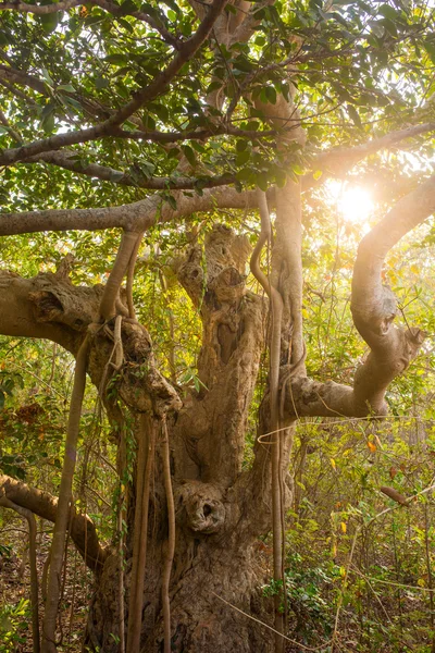 Дерево життя, дивовижне дерево баньян — стокове фото