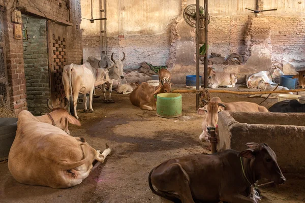 Refugios de protección para vacas — Foto de Stock