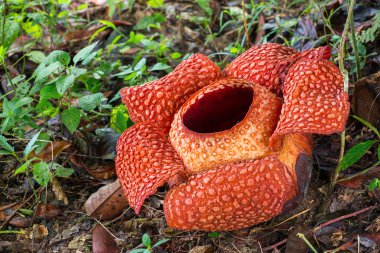 Rafflesia-  biggest flower in the world clipart