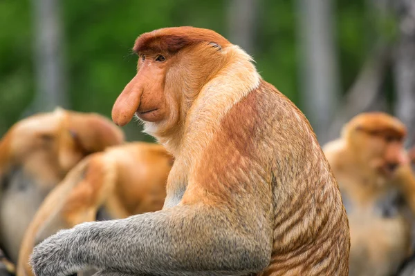 Proboscis Monkey (Nasalis larvatus) — Stock Photo, Image