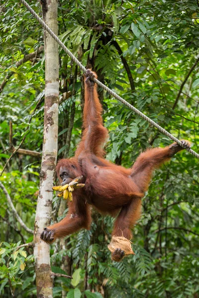 Orangutan appeso a una corda — Foto Stock