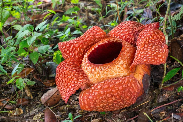 Rafflesia- maior flor do mundo — Fotografia de Stock