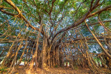 Şaşırtıcı Banyan ağacı