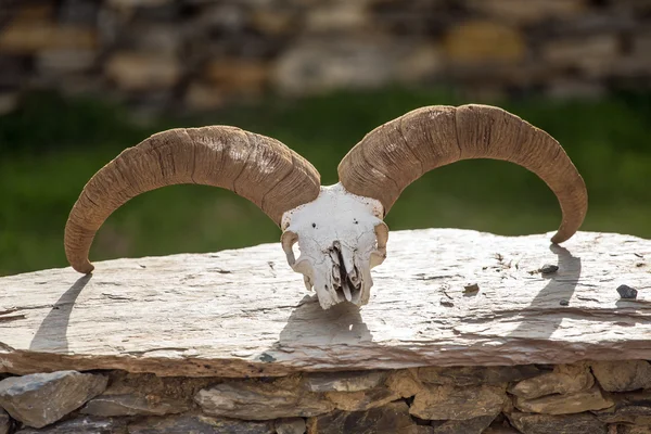 Crânio de carneiro na pedra — Fotografia de Stock