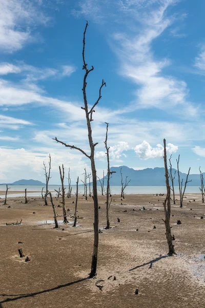 Alberi morti sulla costa vuota — Foto Stock