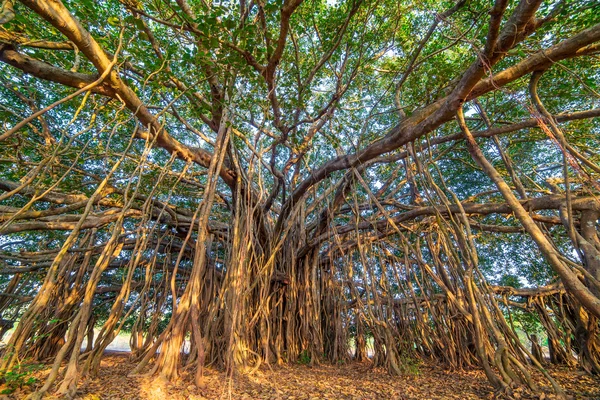 Fantastiska Banyan träd — Stockfoto