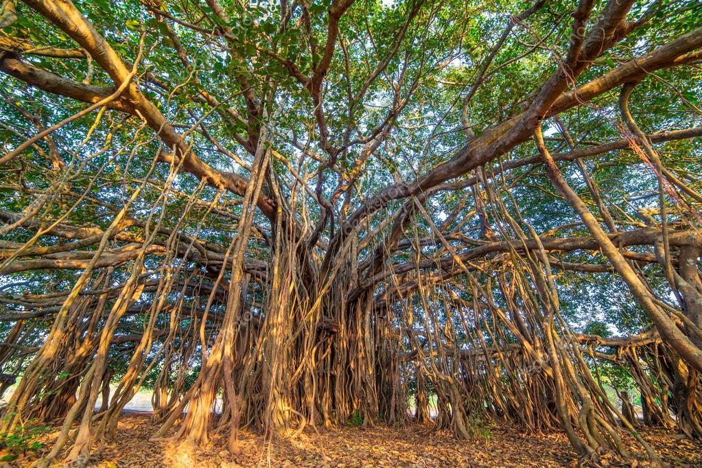 Increíble árbol de Banyan 2024