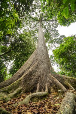 Sabah Borneo en eski ağacı
