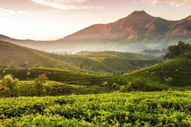 Munnar çay tarlaları üzerinde gündoğumu