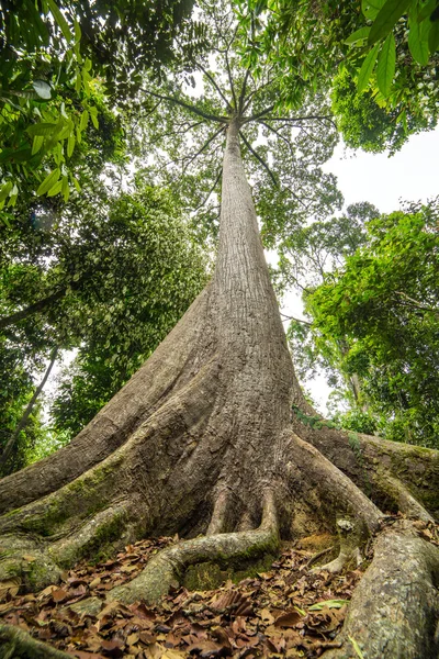 L'albero più antico di Sabah nel Borneo — Foto Stock