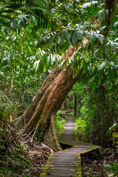 Sentier dans la forêt tropicale — Photo