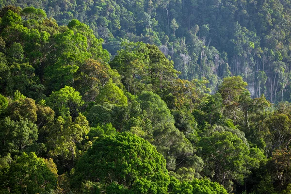 Groene tropische regenwoud — Stockfoto
