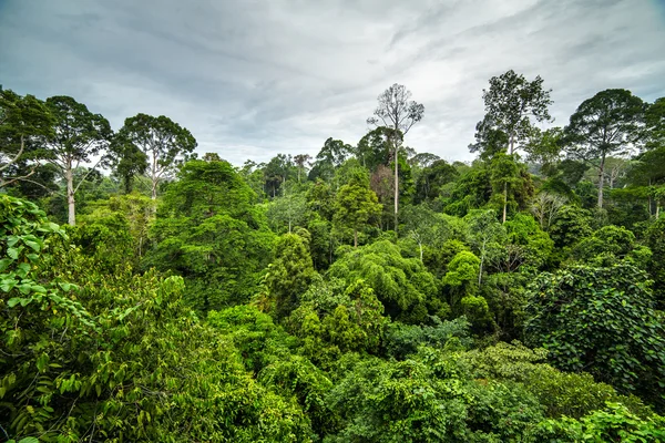 Πράσινο τροπικό δάσος — Φωτογραφία Αρχείου