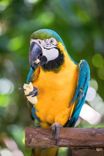 Colorful Macaw parrot — Stock Photo, Image