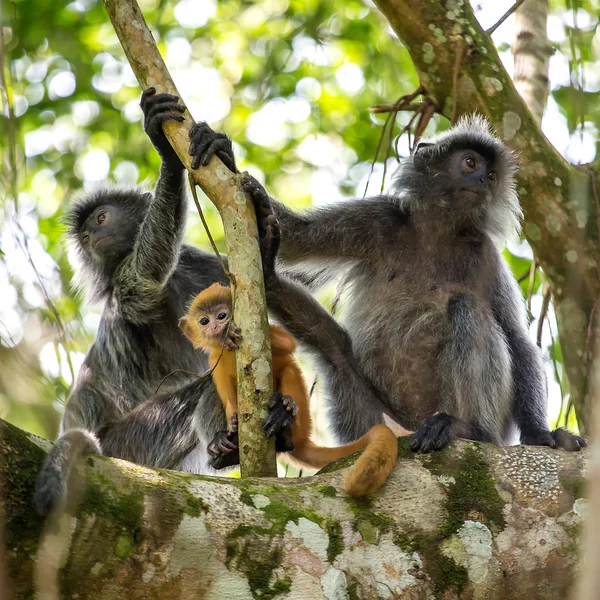 Gümüşlenmiş yaprak langur maymunlar — Stok fotoğraf
