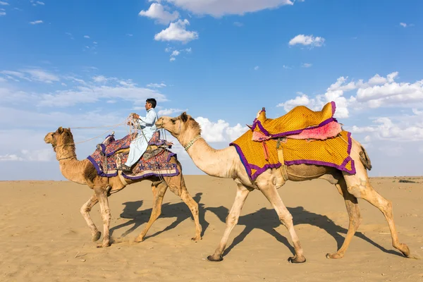 Camelos com um cavaleiro no deserto de Thar — Fotografia de Stock