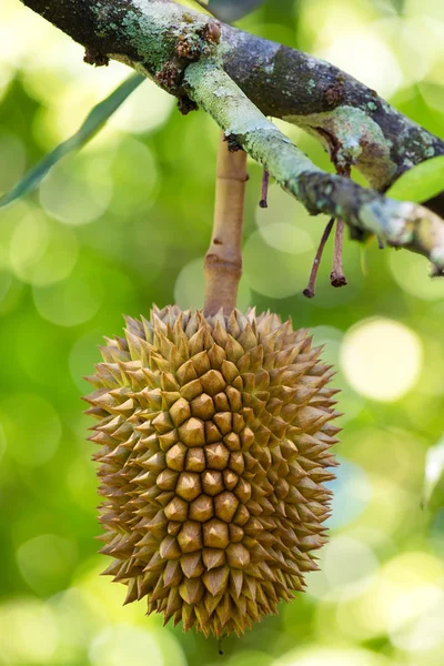 Frisk duriansk frukt på treet i Borneo – stockfoto