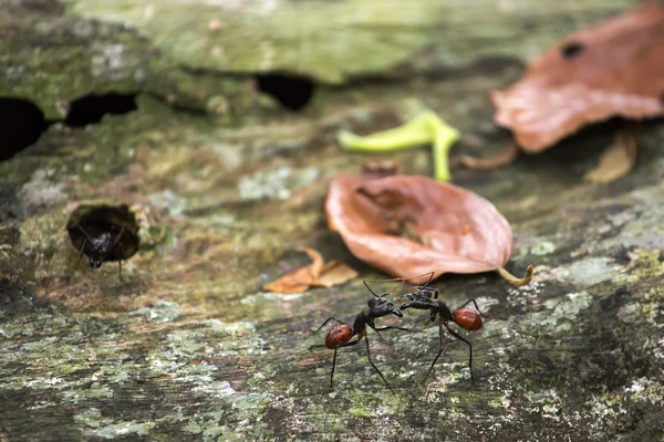 Giant forest ants — Stock Photo, Image