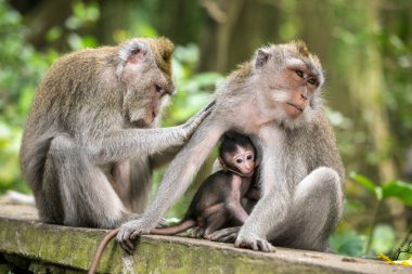 Rhesus makak maymunları aile