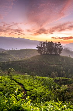 Munnar çay tarlaları üzerinde gündoğumu