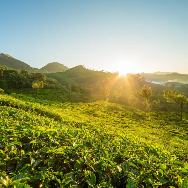 Lever de soleil sur les plantations de thé à Munnar — Photo