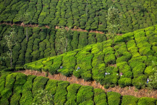 Plantações de chá em Querétaro, Kerala — Fotografia de Stock