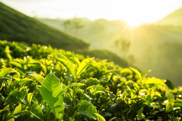 Grönt te bud och färska blad — Stockfoto