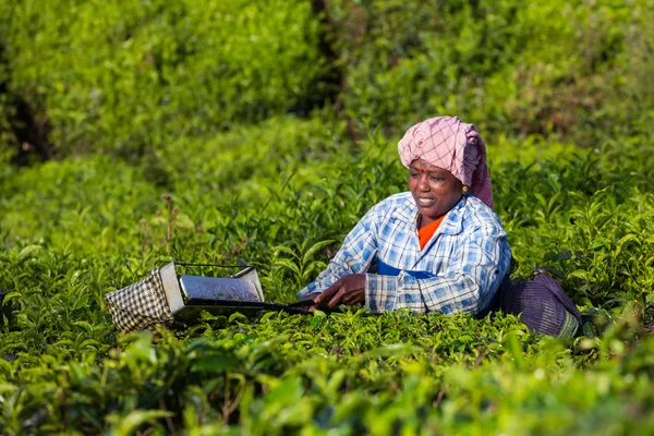 Mulher escolhendo folhas de chá — Fotografia de Stock