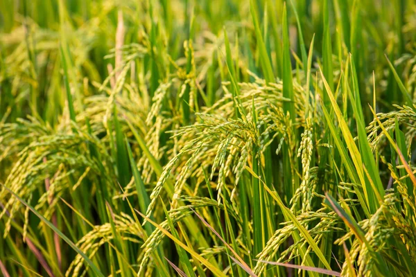 Rice field close up on Bali — Stock Photo, Image