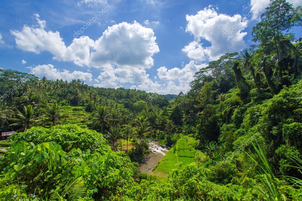 Beautiful rice fields in jungle — Stock Photo © mazzzur 121731838